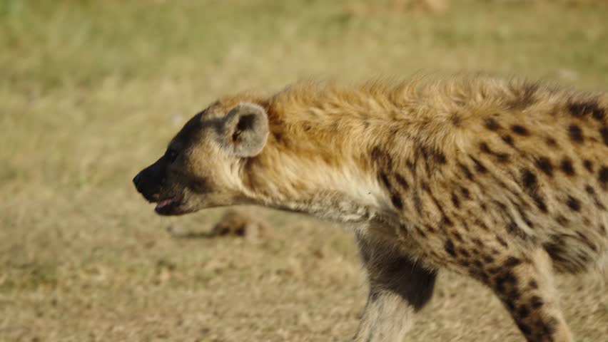 A spotted hyena walking across the African savanna and turning to look at the camera. The wild predator shows its movement and curiosity.