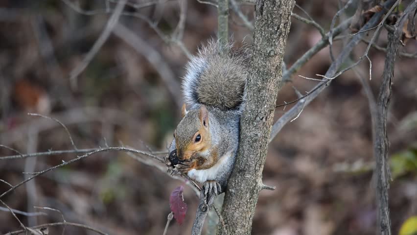 Eastern gray squirrel sitting in Pennsylvania forest eating a walnut