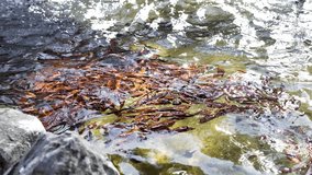 Autumn tree leaves floating on the rippling water of a city park fountain with stone banks - Powered by Shutterstock - Get 15% off with code: PIKWIZARD15
