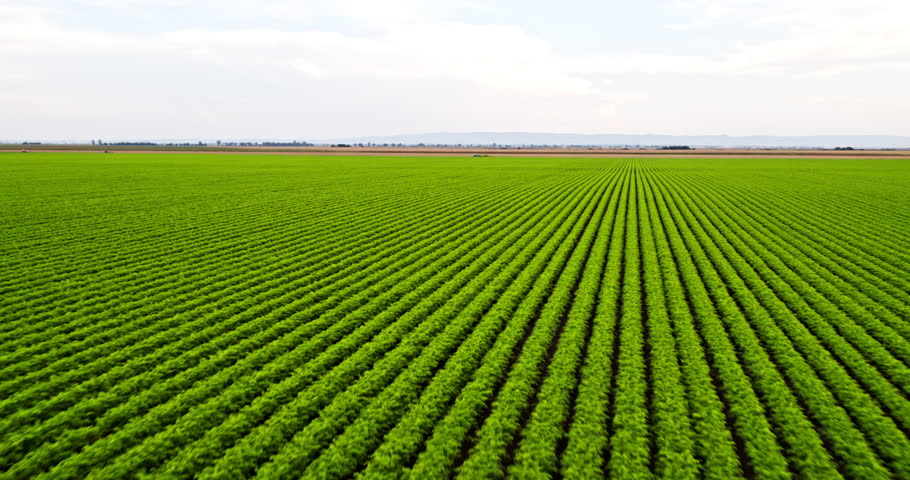 Aerial view vast green agricultural field rows
