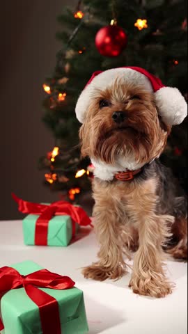 A yorkie dog wearing a Santa hat sits near wrapped Christmas presents. A festive Christmas tree stands in the background, creating a New Year holiday mood.