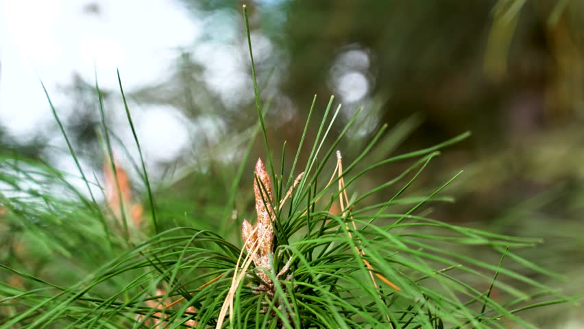 Young pine cone sprout or developing inflorescence on coniferous tree branch. Macro shot
