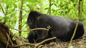 A powerful mountain gorilla tenderly holds her baby in Uganda's misty forests. A profound glimpse of endangered family bonds in the wild. - Powered by Shutterstock - Get 15% off with code: PIKWIZARD15