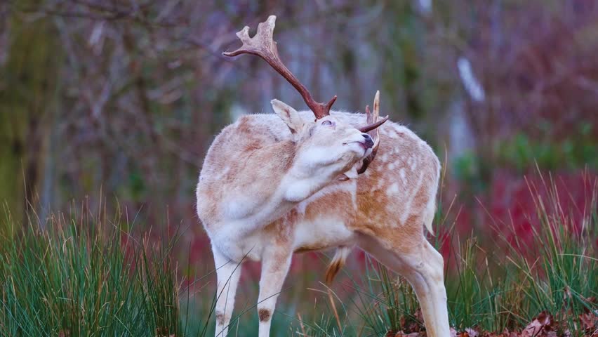 A wild deer scratches an itch, a candid moment of animal behavior. Perfect for wildlife themes, forest scenes, and nature's authentic charm.