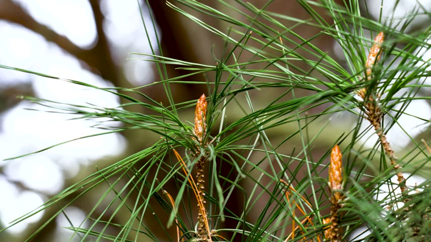Blooming young pine cone or inflorescence on coniferous tree branch close up