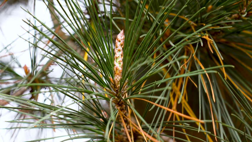 Young pine cone sprout or growing inflorescence on coniferous tree branch with fresh green needles