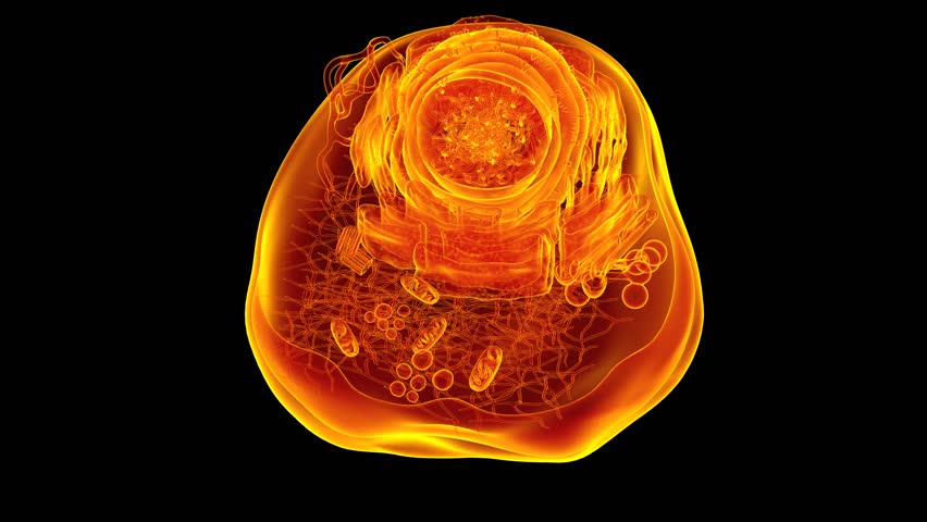 Eukaryotic cell cross section have the nucleus enclosed within the nuclear membrane. The cell has mitochondria. Flagella and cilia are the locomotory organs in a eukaryotic cell.3d animation