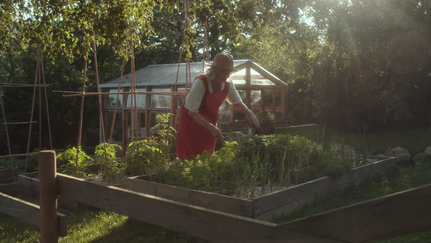 Gardener tending to vegetable plot in raised garden during golden hour