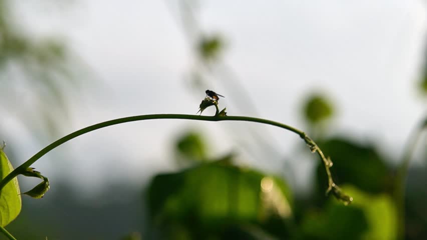 Macro close-up of bees and bugs on green plants. Ideal for nature, insects, pollination, garden, and wildlife footage.