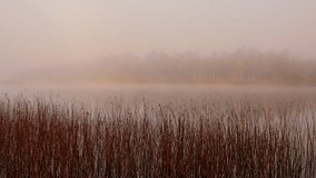 Morning mist blankets a peaceful lake surrounded by reeds in Sweden - Powered by Shutterstock - Get 15% off with code: PIKWIZARD15