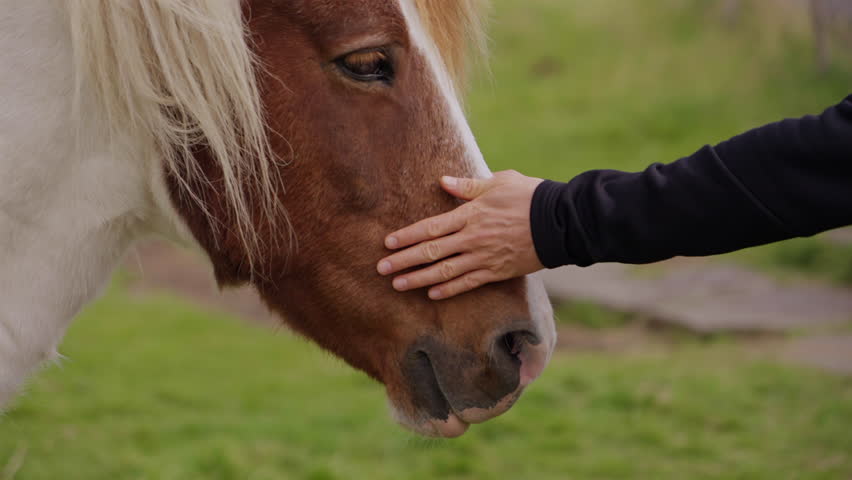 Human Touching Horse Head Close View