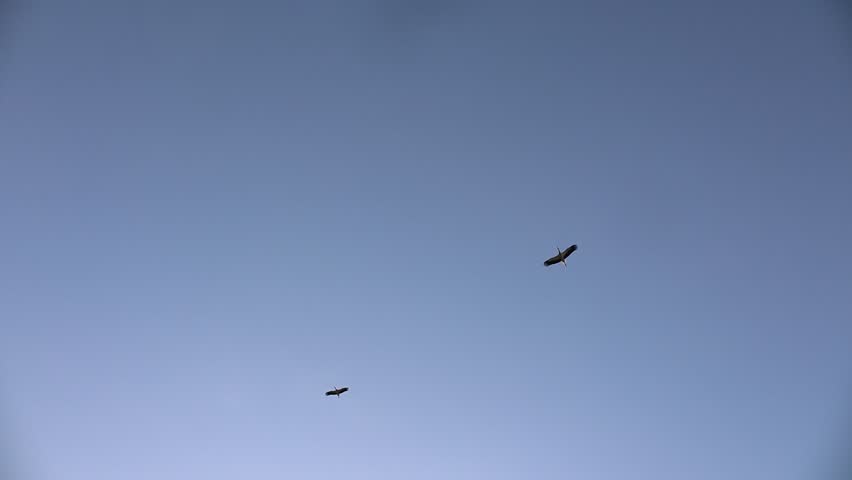 Two cranes fly. Pair of migrating Common Cranes flying high up in the air during an autumn day. Flying two Common Cranes in clear air
