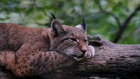 lynx, animal, cat, forest, wild - Powered by Shutterstock - Get 15% off with code: PIKWIZARD15