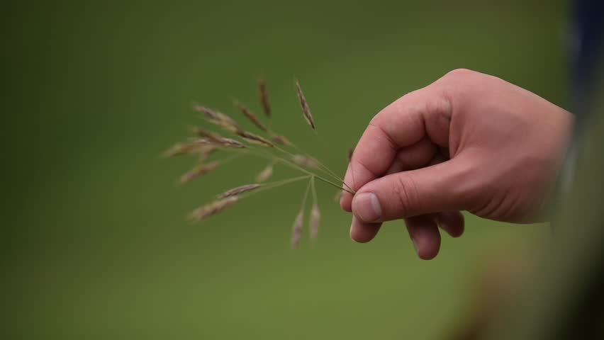 Nature resting under soft drifting mist.