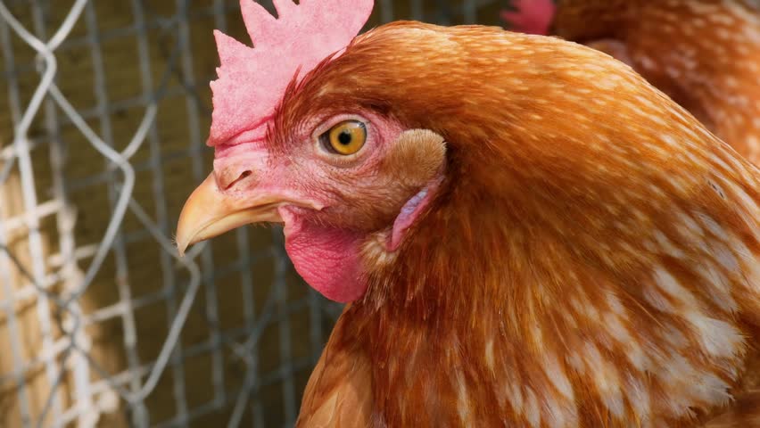 A detailed close-up macro video of a brown hen