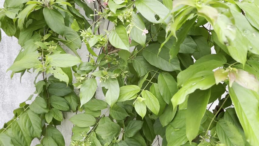 Motion of green leaves on the white weathered wall for simbolize of calmness and peace