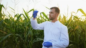 Agricultural scientist examining corn sample in field - Powered by Shutterstock - Get 15% off with code: PIKWIZARD15