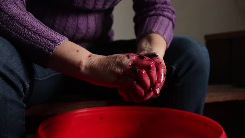 Woman Hands Pressing Grapes for Homemade Wine. a female hands gently crushing and pressing dark grapes in a large plastic red bucket. home brewing concept.