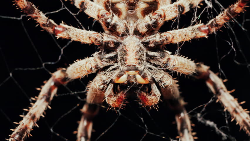 Close up of a spider sitting in its web, showing intricate details of its body and fine silk threads