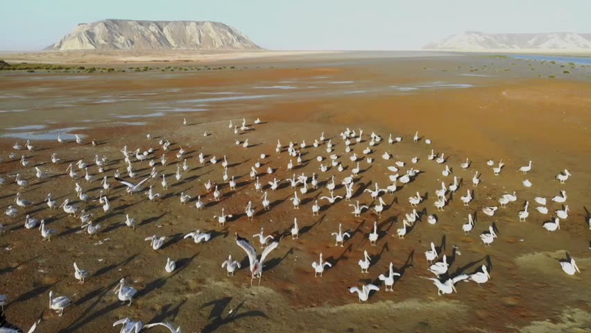 Aerial View of a Large Colony of Pelicans Taking Flight from a Desert Wetland