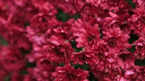 Beautiful bush of red chrysanthemums flowering in an autumn garden - Powered by Shutterstock - Get 15% off with code: PIKWIZARD15