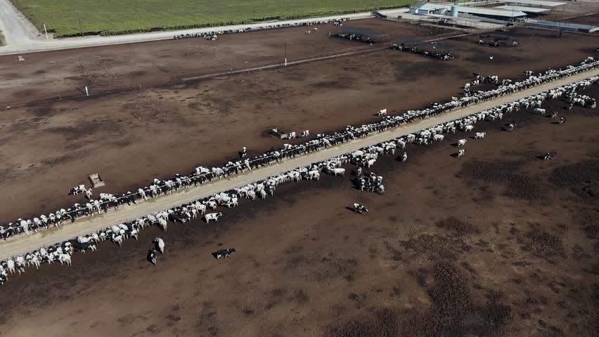 Aerial Over California Dairy Farm — Central Valley, California