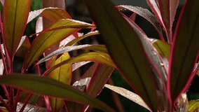 Vivid leaf shadows, Dark crimson leaves glow softly with intricate shadow play, Intimate scene of radiant burgundy foliage highlighted by evening sunlight and contrasting shadows - Powered by Shutterstock - Get 15% off with code: PIKWIZARD15