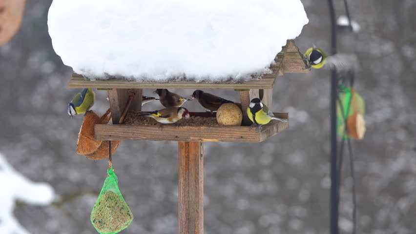 CLOSE UP: Colorful garden birds gather at snowy wooden bird feeder in cold winter. Their vivid plumage contrasts beautifully with white backdrop. Flock of small songbirds feeding in garden birdhouse.