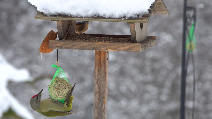 CLOSE UP: Green woodpecker hangs from a tallow ball attached to a snowy bird feeder, where a great tit and nuthatch are feeding. Charm of garden wildlife and natural behaviour during the cold season.