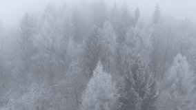 AERIAL: Forest treetops dusted in snow and shrouded in thick winter fog. Conifers and deciduous trees blend into soft, muted landscape, creating an atmospheric scene captured from above on a cold day. - Powered by Shutterstock - Get 15% off with code: PIKWIZARD15