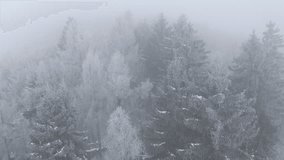 AERIAL: Dense mixed forest is wrapped in mist and coated in white frost. Snow covered conifers and leafless deciduous trees blend seamlessly into the cold fog. Serene beauty of moody winter landscape. - Powered by Shutterstock - Get 15% off with code: PIKWIZARD15
