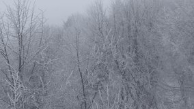 AERIAL Bare deciduous trees coated in frost stretch into fog, their branches forming delicate lace patterns in still winter air. Misty forest glows softly, portraying quiet elegance of snowy landscape - Powered by Shutterstock - Get 15% off with code: PIKWIZARD15