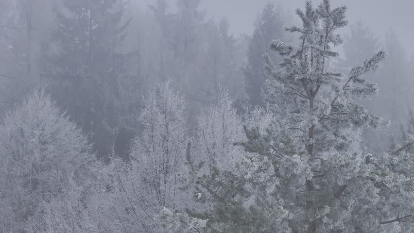 AERIAL, CLOSE UP: White frosted pines and bare deciduous trees form a frozen winter canopy under heavy mist. Otherworldly forest appears silent, with its treetops veiled in fresh soft snow and fog.