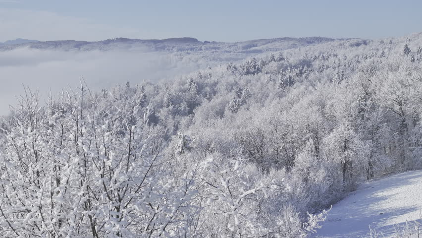 AERIAL: Snowy forest stretches across rolling hills beneath a sunny winter sky. Frost glistens on conifers and bare deciduous trees, while soft fog lingers in valley. Calm beauty of frozen landscape.