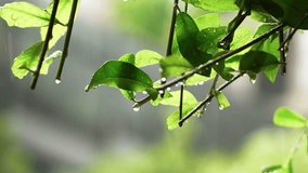 Tranquil vegetation immersed in gentle precipitation, Quiet greenery beneath soothing drizzle of falling rain, Serene patches of nature bathed in calming shower of gentle rain - Powered by Shutterstock - Get 15% off with code: PIKWIZARD15