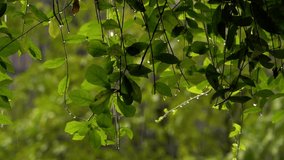 Tranquil vegetation immersed in gentle precipitation, Quiet greenery beneath soothing drizzle of falling rain, Serene patches of nature bathed in calming shower of gentle rain - Powered by Shutterstock - Get 15% off with code: PIKWIZARD15
