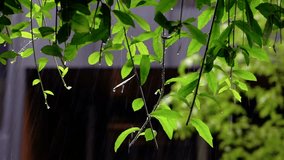 Tranquil vegetation immersed in gentle precipitation, Quiet greenery beneath soothing drizzle of falling rain, Serene patches of nature bathed in calming shower of gentle rain - Powered by Shutterstock - Get 15% off with code: PIKWIZARD15