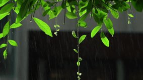 Tranquil vegetation immersed in gentle precipitation, Quiet greenery beneath soothing drizzle of falling rain, Serene patches of nature bathed in calming shower of gentle rain - Powered by Shutterstock - Get 15% off with code: PIKWIZARD15