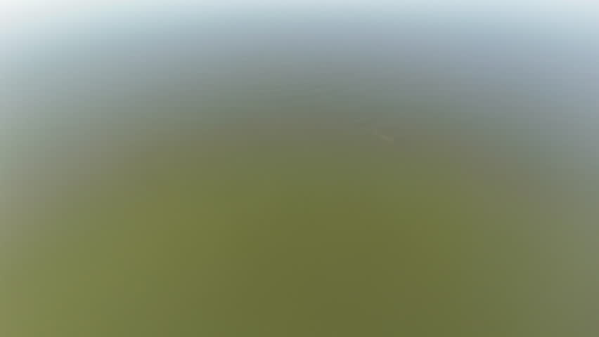 bull shark, Carcharhinus leucas, trapped at iconic crossing of pentacost river along the gibb river road in the kinberley region of West Australia, an arid desert landscape of the outback and popular 