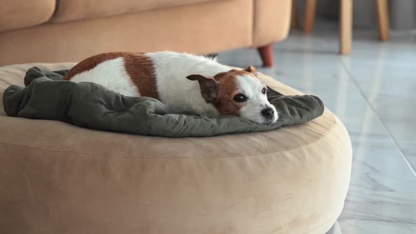A small jack russell terrier lies stretched out on a light-colored round dog cushion. The pet looks directly at the camera in a cozy room with natural light.