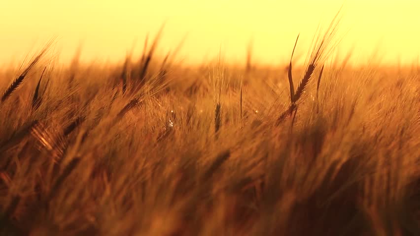 ears of wheat swaying in the breeze at sunset Royalty-Free Stock Footage #3935294