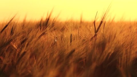 ears of wheat swaying in the breeze at sunset