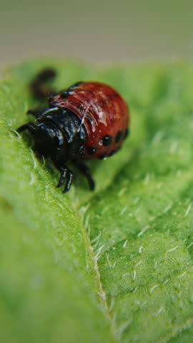 Larva Of Leptinotarsa Decemlineata Eating Potato Leafs. Serious Pest Of Potato. Larva Of Colorado Potato Striped Beetle. close-up captures a beetle against green foliage, emphasizing vibrant colors