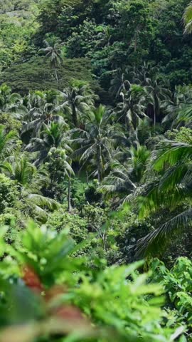 Vertical screen dense coconut palm forest in tropical Bohol Island Philippines