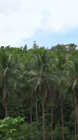 Vertical screen tropical coconut palm forest landscape in Bohol Island Philippines