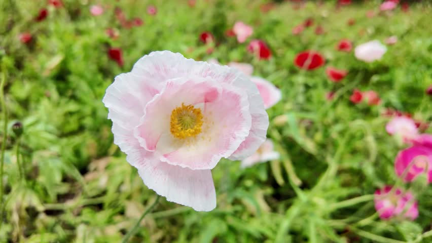 Soft Pink Poppy Flower Blooming in Summer Field