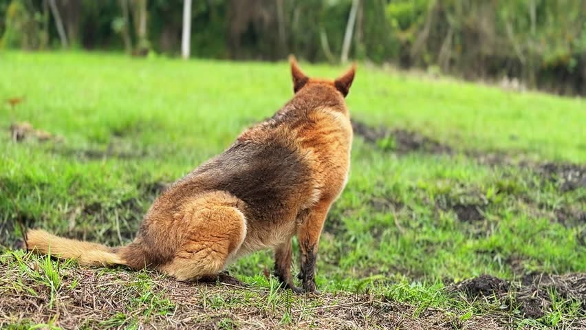 dog sitting in the mud