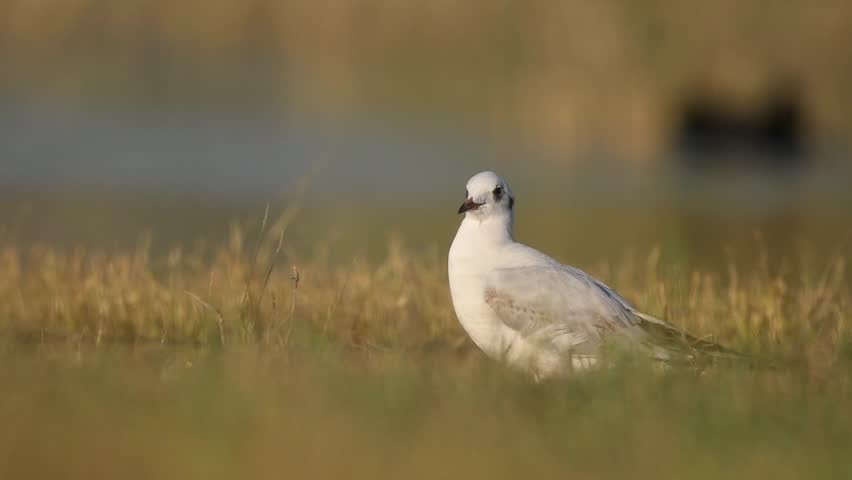 A Black-Headed Gull rests quietly beside a calm lake, its white plumage glowing in soft sunlight, capturing the stillness of a peaceful wetland morning.