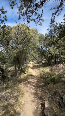 Hiking Through a Forest With Green Trees and Yellow Grasses (Big Bend National Park, Texas, USA)