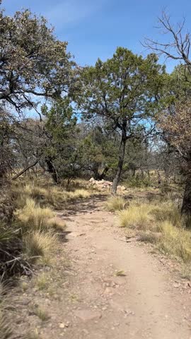Hiking Through a Lovely Arid Forest in the Texas Highlands (Big Bend National Park, Texas, USA)